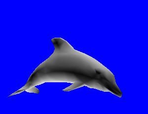Animated Dolphin 
